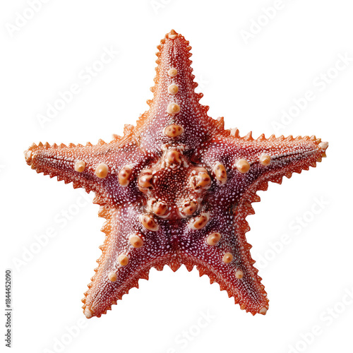 Starfish Resting on a Sandy Ocean Floor During Low Tide Near the Shore