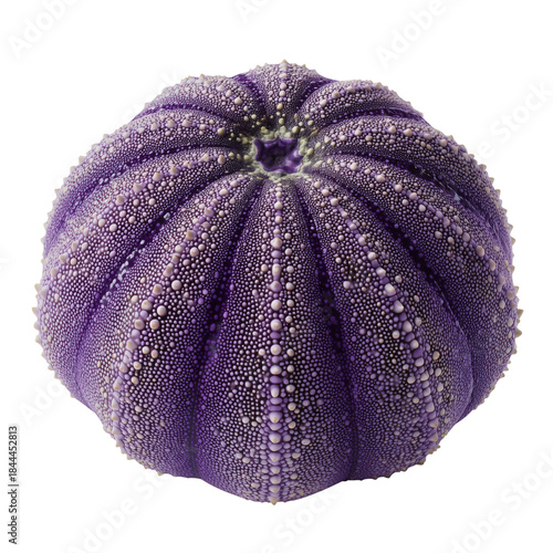 Purple Sea Urchin Found on a Beach During Low Tide in the Ocean