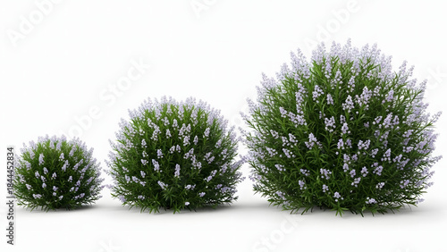 Three flowering bushes