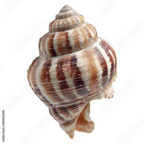 Shell Found on the Beach During Afternoon Stroll on a Sunny Day in Ocean Loca...
