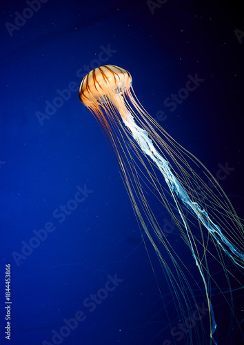 Jellyfish isolated on black background.