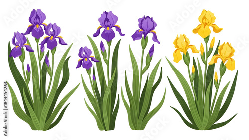 Iris flower set