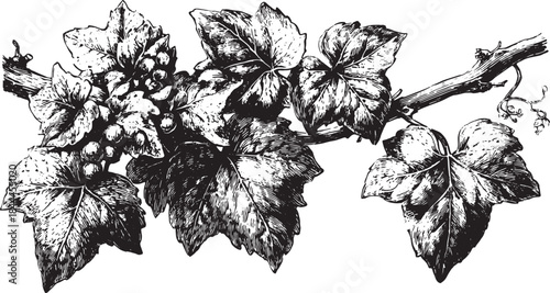 Vine leaves and grapes in black and white botanical illustration. Detailed vintage vector illustration showcases natural flora in an elegant set.