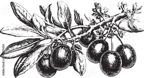 Illustration of an olive branch with black olives and leaves. This botanical vector design highlights natural beauty in a simple and detailed style.