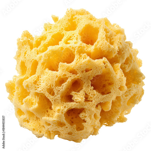 Natural Sea Sponge on a Plain Background for Cleaning and Bathing Use