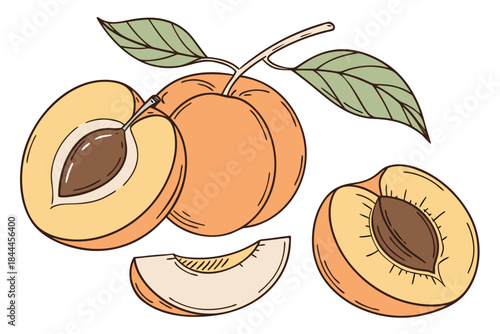 vector illustration of apricots with leaves