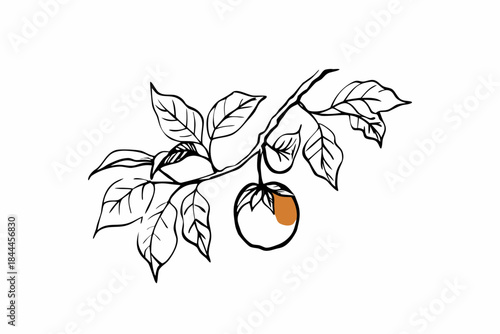 Ripe apricot on branch with leaves
