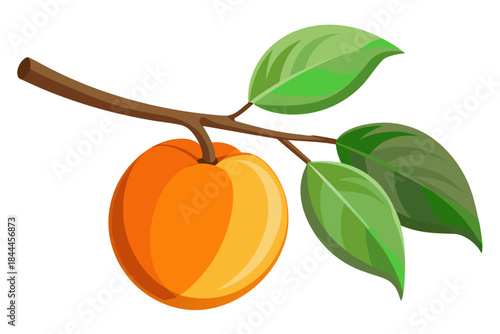 Ripe apricot on branch with leaves