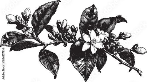 Botanical illustration of a flower branch with leaves and blossoms. Vintage monochrome design in vector format for ornamental use.