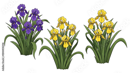 Iris flowers illustration
