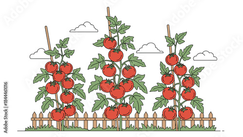 Three Tomato Plants Growing in a Garden with Fence Illustration