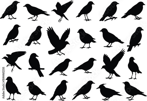 A comprehensive set of various bird silhouettes in different poses and orientations for graphic design