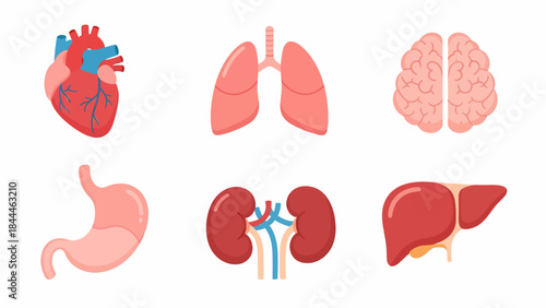 Collection of Human Organ Icons Heart, Lungs, Brain, Stomach, Kidneys, and Liver