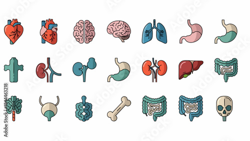 Comprehensive vector collection of cartoon human internal organ icons, illustrating various anatomical systems and vital biological functions for medical education and health concepts