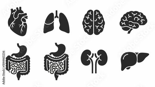 Set of human internal organ icons for medical and anatomical illustration, representing health and biology concepts