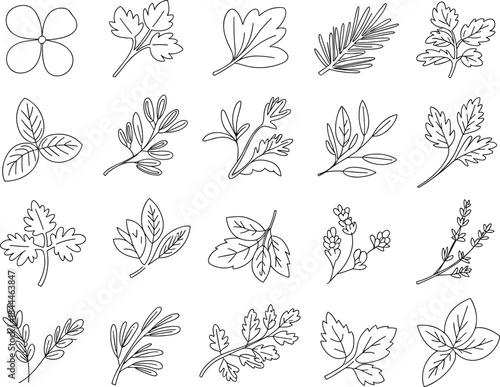 Comprehensive black line icon set of various culinary herbs and leaves, including parsley, rosemary, and basil, for cooking, gardening, nature, and food ingredient graphics.