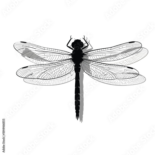 A detailed black and white illustration of a dragonfly in flight