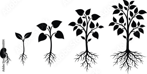 Plant growth stages silhouette set, seed to mature vector, editable, isolated, black icons, biology, botany, nature design
