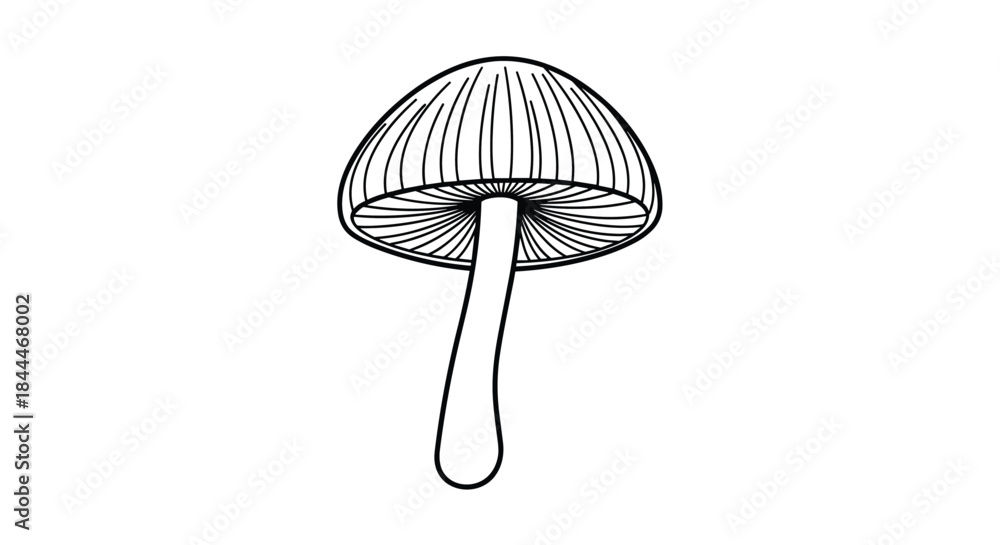 Fototapeta premium Line drawing of a mushroom with a slender stem supporting a rounded cap and visible gills rendered in clean black ink with simple shading for depth.