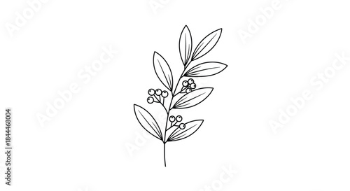 Delicate black ink sketch of a slender leafy stem with tiny berries shown in a clean botanical illustration style with graceful lines and subtle shading.