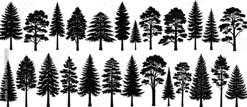 Tree species silhouettes, botanical vector set, editable, isolated, conifer, deciduous, pine, fir, spruce, forest, nature, design