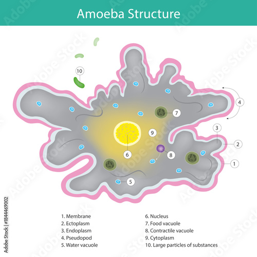 This diagram illustrates the Amoeba Structure, a single-celled organism.