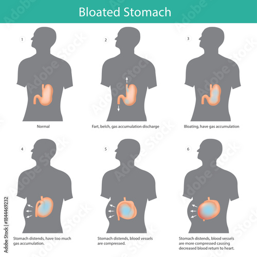 Detailed Structure of an Amoeba Cell