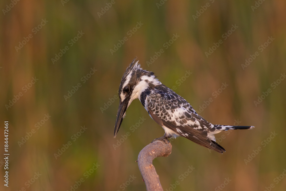 Obraz premium Pied Kingfisher Hovering Over Water – Wildlife Bird Photography