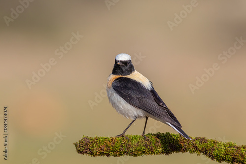 Black-eared Wheatear Perched on Rock – Wildlife Bird Photography