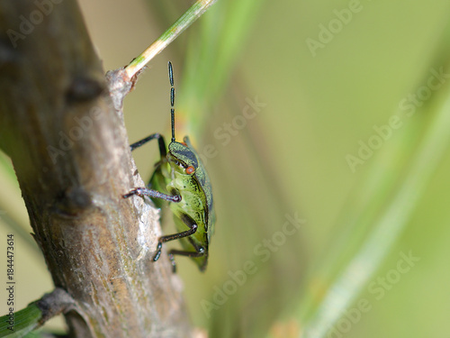 Green shield bug on a stick