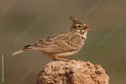 Crested Lark on Ground – Detailed Wildlife Bird Photography