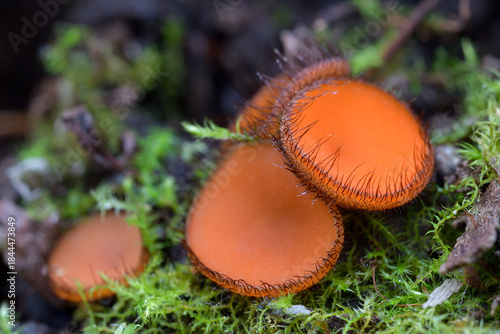 red mushrooms
