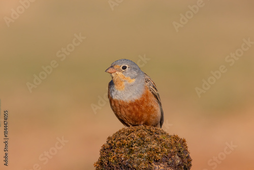 Eurasian Golden Oriole Perched in Tree – Colorful Wildlife Bird Photography