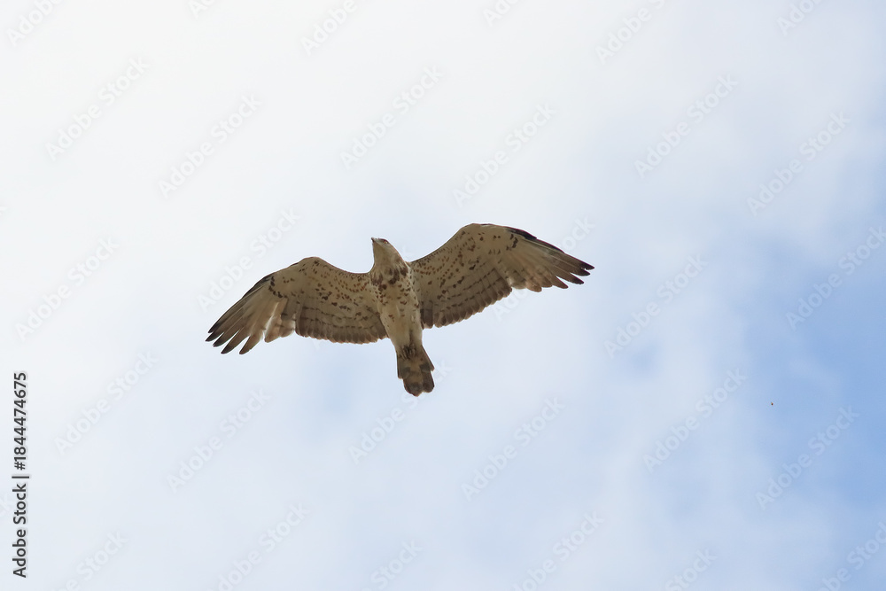 Obraz premium Short-toed Snake Eagle in Flight – Powerful Raptor Wildlife Photography