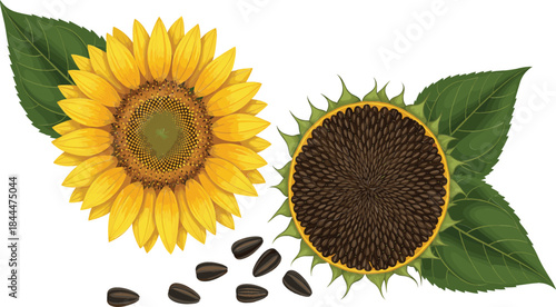  Detailed vector set of the iconic sunflower plant, including the bright flower, green leaves, mature seed cone, and falling roasted seeds, perfect for packaging design.