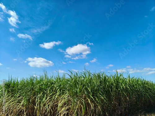 A bright blue sky and green sugarcane fields.