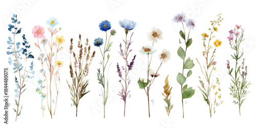 Beautiful collection of delicate wild flowers and herbs painted in watercolor style on a white background
