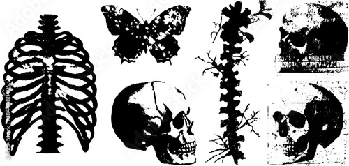 Vector illustration of skull, spine, butterfly, and rib in a monochrome anatomy set. Features detailed scientific elements for educational purposes.
