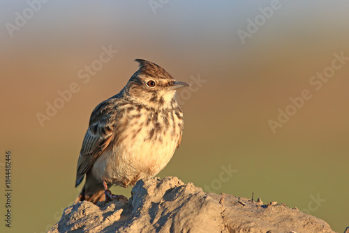 Crested Lark on Ground – Detailed Wildlife Bird Photography