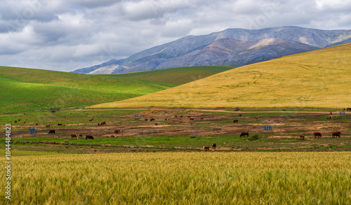 Scenic green wheatfields on the way from Hermanus to Cape Agulhas, South Africa