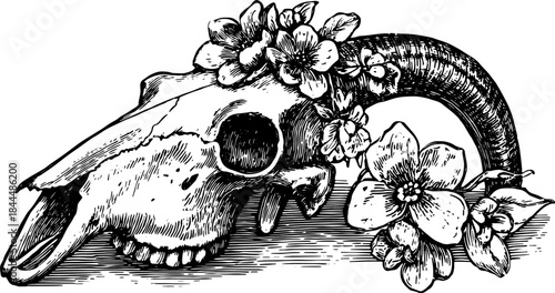 Animal skull with flowers in a vintage outline style. Black and white vector illustration with detailed elements in a decorative set.