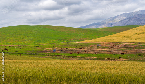 Scenic green wheatfields on the way from Hermanus to Cape Agulhas, South Africa