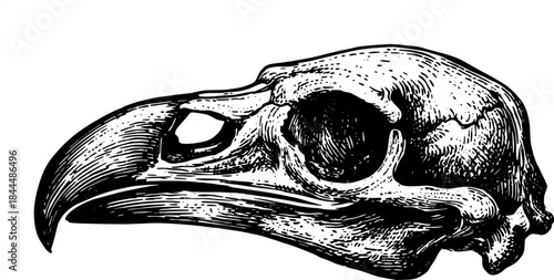 Bird skull with large beak shown in detailed ink drawing. Black and white vintage vector illustration.