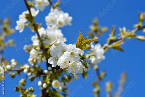 Foto Sweet cherry branch with white flowers - Latin name - Prunus avium