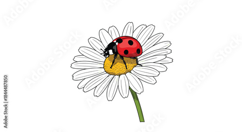 Bright red ladybug with black spots resting on a white daisy with a yellow center in a close up nature scene highlighting tiny insect life and delicate petals.