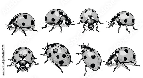 Eight illustrated ladybugs appear in a variety of poses across a clean white background showing different angles and movements with spotted domed bodies.