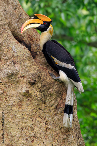 Portrait of a male great hornbill at the nest