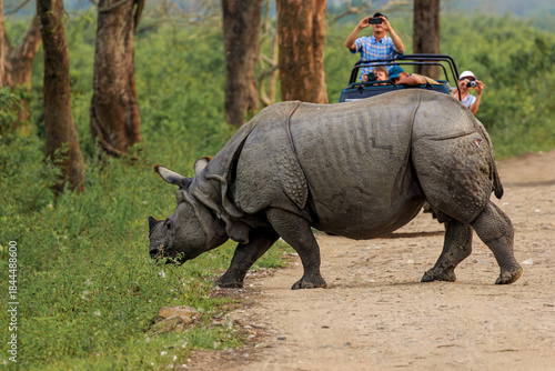 One Horned Rhino being photographed in the wild