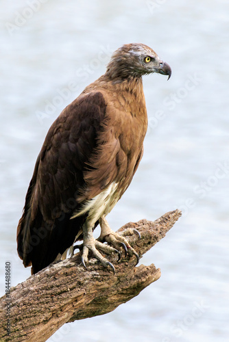 Portrait of a Serpent Eagle
