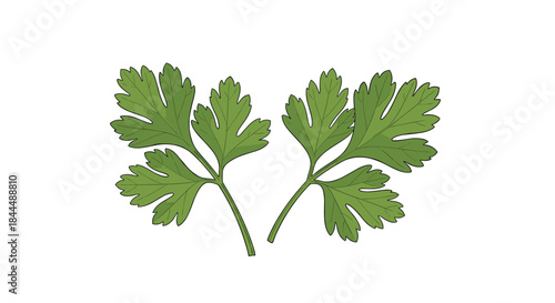 Two parsley leaves face each other with lobed leaflets and fresh green color displayed against a clean white background to emphasize herb detail and structure.